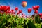 Flying on the balloon over the field of blooming red tulip flowers.