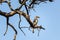 Flying banana bird on a branch, Kruger national park, South Africa