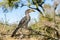 Flying banana bird on a branch, Kruger national park, South Africa
