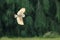 Flying barn owl