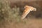 Flying barn owl Tyto alba