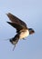 Flying Barn Swallow