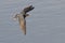 Flying Barn Swallow