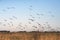 Flying Barnacle Geese