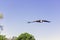 Flying bearded vulture, also known as the lammergeier vulture, lammergeyer or ossifrage