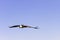 Flying bearded vulture, also known as the lammergeier vulture, lammergeyer or ossifrage