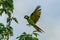 Flying beautifully coloured parrot ara  Ara ararauna