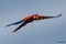 Flying beautifully coloured parrot ara  Ara ararauna
