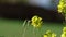 Flying bee extracting pollen from the flowers slow motion