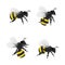 Flying bee isolated on white background, Insect wild life illustration  design.