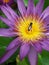 Flying bee on a lotus