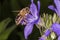 Flying Bee and Polemonium caeruleum