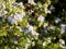 Flying Bee pollinating a beautiful white flowers