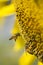 Flying bee on sunflower