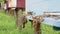 Flying bees gathering honey and heading into hive. Honey bees flying around wooden beehives. Slow motion shot.