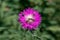 Flying bees over red aster flower closeup outdoors.