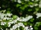 flying bees over white flowers in the forest