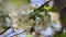 Flying bees pollinate flowers on a cherry branch close up