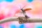 Flying beetle