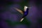 Flying big blue Hummingbird Violet Sabrewing with blurred dark violet flower in background