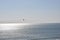 Flying bird on Arabian sea with blue sky background on horizon