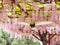 Flying bird on the background of pink wisteria trellis