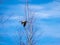 Flying bird behind tree tops, blue sky