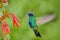 Flying bird. Bird with red flower. Bird in the forest. Bird in fly. Action scene with bird. Green and blue bird. Bird from Ecuador