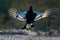 Flying bird. Black Grouse, Tetrao tetrix, lekking nice black bird in marshland, red cap head, animal in the nature forest