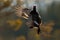 Flying bird. Black Grouse, Tetrao tetrix, lekking nice black bird in marshland, red cap head, animal in the nature forest habitat,