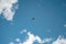 Flying bird on blue sky background at daytime