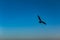 Flying bird in blue sky in naf River border of bagladesh