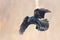 Flying Bird Common Raven Corvus corax, dark big black scary bird