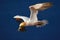 Flying bird. Flying Northern gannet with nesting material in the bill Bird in fly with dark blue sea water in the background