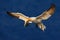 Flying bird. Flying Northern gannet with nesting material in the bill. Bird in fly with dark blue sea water in the background, Fly