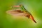 Flying bird, hummingbird Rufous-tailed Hummingbird. Hummingbird with clear green background in Ecuador. Hummingbird in the nature