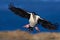 Flying bird. Imperial Shag, Phalacrocorax atriceps, cormorant in flight. Dark blue sea and sky with fly bird, Falkland Islands. Bi