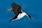 Flying bird. Imperial Shag, Phalacrocorax atriceps, cormorant in flight. Dark blue sea and sky with fly bird, Falkland Islands. Bi