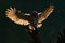 Flying bird. Morning back light. Owl in the forest. Bird in fly. Action scene Flying Eurasian Tawny Owl, with dark blurred forest