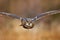 Flying bird with open wings in grass meadow, face to face detail attack fly portrait, orange forest in the background, Eurasian Ea