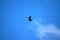 A flying bird predator on a blue sky