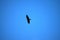 A flying bird predator on a blue sky