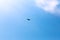 Flying bird of prey with beautiful wings in the blue sky. Hunter Eagle hawk