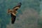 Flying bird of prey. Bird in fly with open wings. Action scene from nature. Bird of prey Black Kite, Milvus migrans, blurred fores