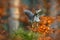 Flying bird of prey Goshawk with blurred orange autumn tree forest in the background