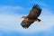 Flying bird of prey, White-tailed Eagle, Haliaeetus albicilla, with blue sky and white clouds in background