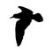 Flying bird realistic silhouette vector illustration. Seagull illustration.