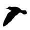 Flying bird realistic silhouette vector illustration. Seagull illustration.