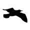 Flying bird realistic silhouette vector illustration. Seagull illustration.