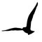 Flying bird realistic silhouette vector illustration. Seagull illustration.